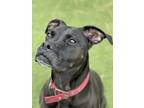 Adopt Mia a Black Boxer / Mixed dog in Flagstaff, AZ (39120008)