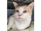 Adopt Sweetie a Tan or Fawn Domestic Mediumhair / Mixed cat in Stoughton