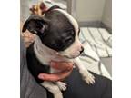 Lorelei, Boston Terrier For Adoption In Hilliard, Ohio