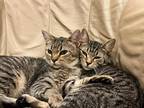Adopt Clementine-Foster Bonded pair a Brown or Chocolate Domestic Shorthair /