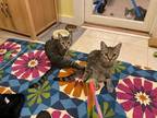 Adopt Chloe-Foster Bonded pair a Brown or Chocolate Domestic Shorthair /