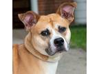 Adopt Maverick a American Pit Bull Terrier / Husky / Mixed dog in Troy
