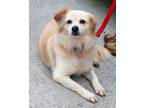 Adopt Linda a Tan/Yellow/Fawn - with White Border Collie / Mixed dog in