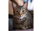 Thomas, Domestic Shorthair For Adoption In Chicago, Illinois