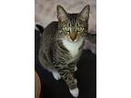 Newt, Domestic Shorthair For Adoption In Chicago, Illinois