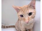 Adopt Aries a Orange or Red Domestic Shorthair / Mixed cat in Terre Haute