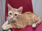 Adopt Taurus a Orange or Red Domestic Shorthair / Mixed cat in Terre Haute