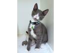 Adopt Carter a Gray or Blue Domestic Mediumhair / Domestic Shorthair / Mixed cat