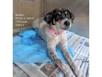 Beebee, Jack Russell Terrier For Adoption In Martinez,