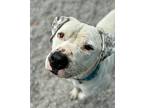 Raider, American Pit Bull Terrier For Adoption In Newport, North Carolina