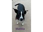 Matilda, American Staffordshire Terrier For Adoption In Marne, Michigan