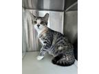 Adopt WC Lia a Gray or Blue Domestic Shorthair / Domestic Shorthair / Mixed cat