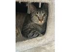 Adopt Tiffany a Domestic Short Hair