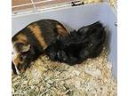 Chungus, Nyx & Steele, Guinea Pig For Adoption In Pottstown, Pennsylvania