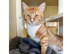 Louie, Domestic Shorthair For Adoption In Aberdeen, Washington