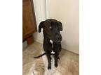 Theresa, Labrador Retriever For Adoption In Athens, Tennessee