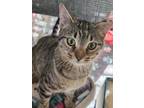 Wallis, Domestic Shorthair For Adoption In Carson City, Nevada