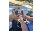 Adopt Velveeta a Tan/Yellow/Fawn American Pit Bull Terrier / Mixed dog in Baton