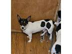 Prince, Rat Terrier For Adoption In Thompson Falls, Montana