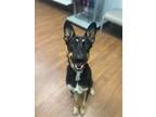 Adopt Marsh a Black German Shepherd Dog / Mixed dog in Baton Rouge