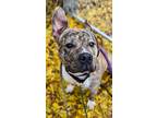 Adopt Zaybert a Tan/Yellow/Fawn Mixed Breed (Medium) / Mixed dog in Cincinnati
