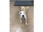Adopt Devi a White Mixed Breed (Large) / Mixed dog in Chamblee, GA (37952050)