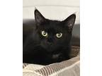 Lucy Lou, Domestic Shorthair For Adoption In Glenville, New York