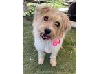 Merele, Terrier (unknown Type, Medium) For Adoption In Ventura, California