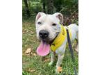 Adopt Princess Buttercup a White American Pit Bull Terrier / Mixed dog in