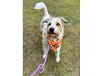 Tommy, Terrier (unknown Type, Medium) For Adoption In Lynnwood, Washington