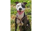 Adopt Keyla a White Mixed Breed (Large) / Mixed dog in Chamblee, GA (39060289)