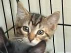 Leonard, Domestic Shorthair For Adoption In Oradell, New Jersey