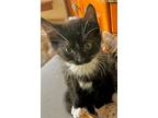 Howard, Domestic Shorthair For Adoption In Oradell, New Jersey