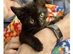 Sheldon, Domestic Shorthair For Adoption In Oradell, New Jersey