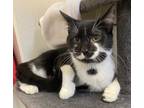 Archie, Domestic Shorthair For Adoption In Ossipee, New Hampshire