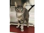 Adopt Secret a Gray or Blue Domestic Shorthair / Domestic Shorthair / Mixed cat