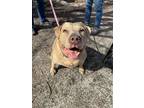 Adopt Cassie a Tan/Yellow/Fawn American Pit Bull Terrier / Mixed Breed (Medium)