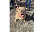 Adopt Cassie a Tan/Yellow/Fawn American Pit Bull Terrier / Mixed dog in