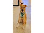 Adopt Callie a Tan/Yellow/Fawn - with White Mixed Breed (Large) / Mixed dog in