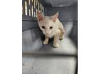 Adopt Moose a Cream or Ivory Siamese / Domestic Shorthair / Mixed cat in Palm