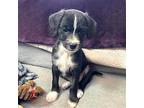 Grumpy, Terrier (unknown Type, Medium) For Adoption In Portland, Oregon