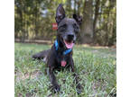 Adopt Jeremy a Black Mixed Breed (Medium) / Mixed dog in Covington