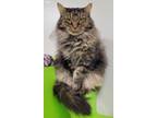 Adopt Elisa a Brown or Chocolate Domestic Mediumhair / Domestic Shorthair /