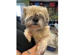 Adopt Chloe *Located in Foster* a Tan/Yellow/Fawn Lhasa Apso / Mixed dog in