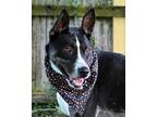 Adopt Bowtruckle (Main Campus) a Black Australian Cattle Dog / Mixed dog in