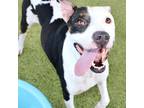 Adopt Nico a White Mixed Breed (Large) / Mixed dog in Largo, FL (38993659)