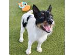 Adopt Gnome a Black Jack Russell Terrier / Mixed dog in Largo, FL (39068804)