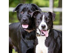 Adopt Matilda a Black Mixed Breed (Medium) / Mixed dog in Reisterstown