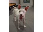 Adopt Dot a White Mixed Breed (Medium) / Mixed dog in Farmington, NM (39062345)