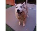 Adopt Cecilia a White Mixed Breed (Large) / Mixed dog in Farmington